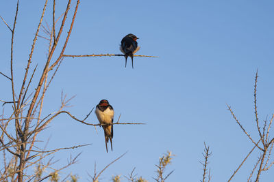 Low angle view of bird flying against blue sky