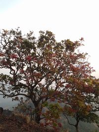 Low angle view of flower tree against clear sky