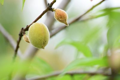 Close-up of plant