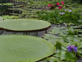 Close-up of lotus water lily