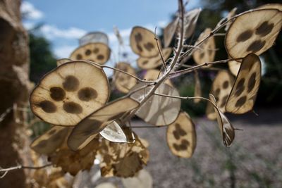 Close-up of dry leaves on field