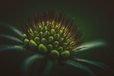 Close-up of flowering plant against black background