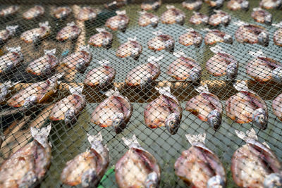 High angle view of dried fish