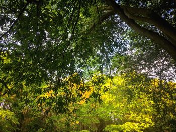 Low angle view of trees in forest against sky