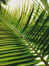 Close-up of palm tree leaves