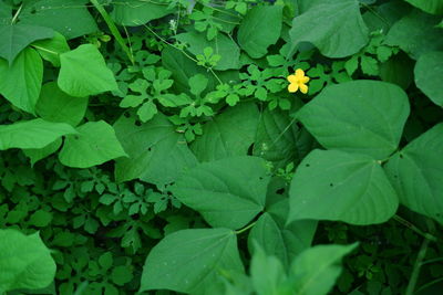 High angle view of flowering plants