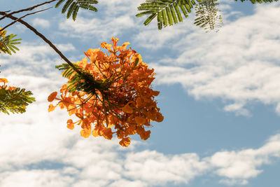 Low angle view of flowering plant against cloudy sky