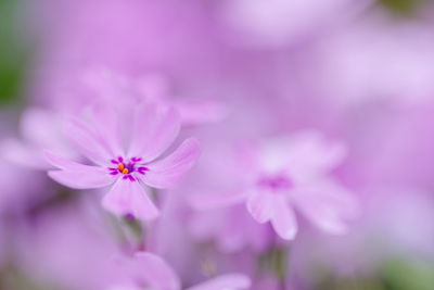 Close-up of purple flowering plant