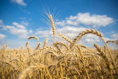 Close-up of wheat growing on field against sky