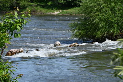 View of ducks in river