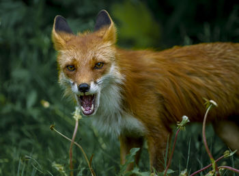 Portrait of an animal on grass