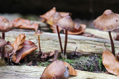 Close-up of mushrooms growing on field