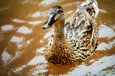 Close-up of duck swimming in lake