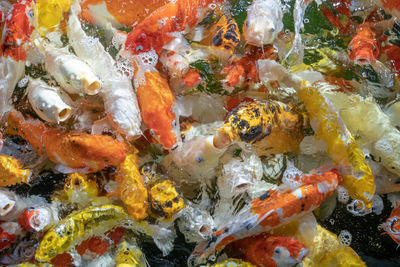 High angle view of koi carps swimming in sea