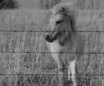 Horse standing on grassy field seen though fence