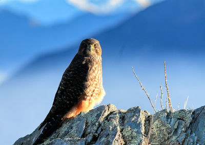 Close-up of bird perching on rock