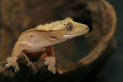 New caledonian crest gecko with dry brown wood.