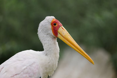 Close-up of bird