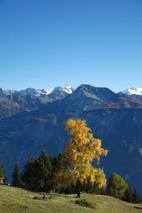 Trees on landscape against clear blue sky