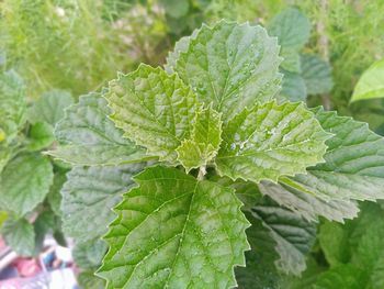 Close-up of green leaf