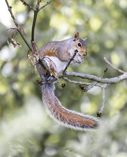 Close-up of squirrel on branch