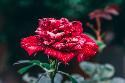 Close-up of red rose