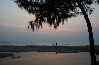 Silhouette trees on beach against sky during sunset