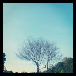 Bare trees against clear sky