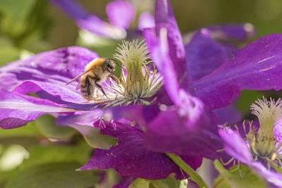 Close-up of bee on purple flower