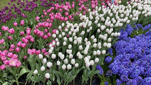 Close-up of purple flowering plants on field