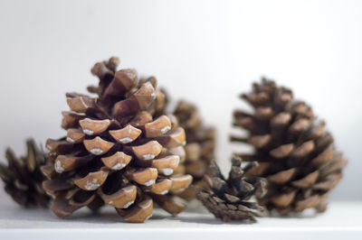 Close-up of pine cone on white background