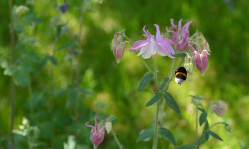 Close-up of bee pollinating on purple flower