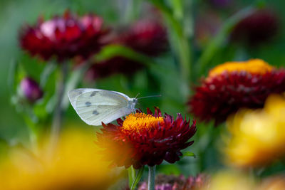 Close-up of butterfly pollinating on flower