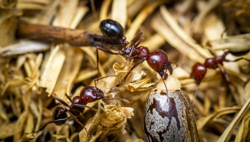 Macro-photo of red ants fraging for food