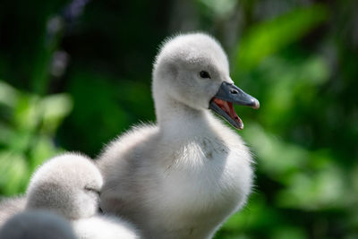 Close-up of a bird