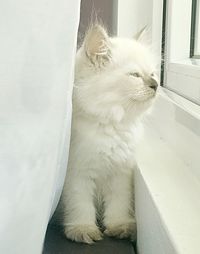 Close-up of a cat looking away