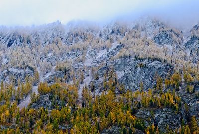 Scenic view of trees against sky