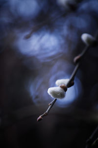 Close-up of flower buds growing on branch