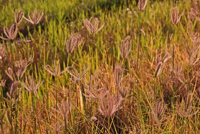 Close-up of wilted flower on field