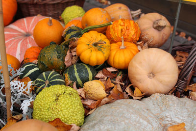 Different types of pumpkins and squashes with shining  colours and interesting shapes 