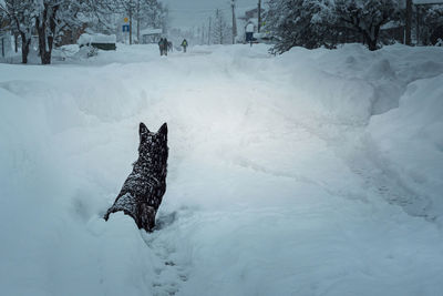 A black dog sits on a snow-covered street after a heavy snowfall