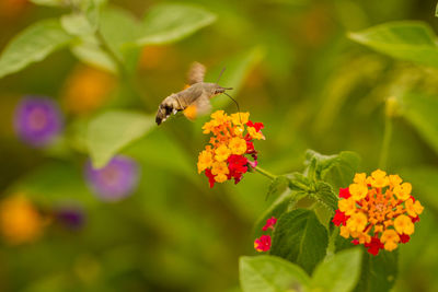 Close-up of bee pollinating on flower