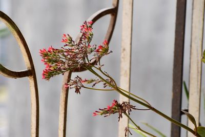 Low angle view of flowering plant against wall