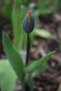 Close-up of flower bud