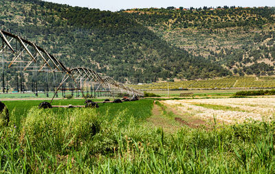 Scenic view of agricultural field