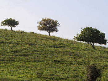 Trees on field against clear sky