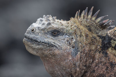 Close-up of lizard