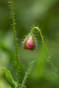 Close-up of pink flower bud