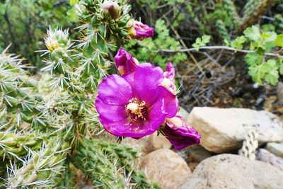 Close-up of pink flowers