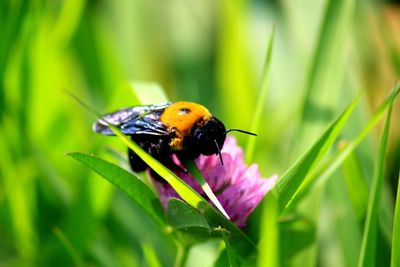 Close-up of insect on flower